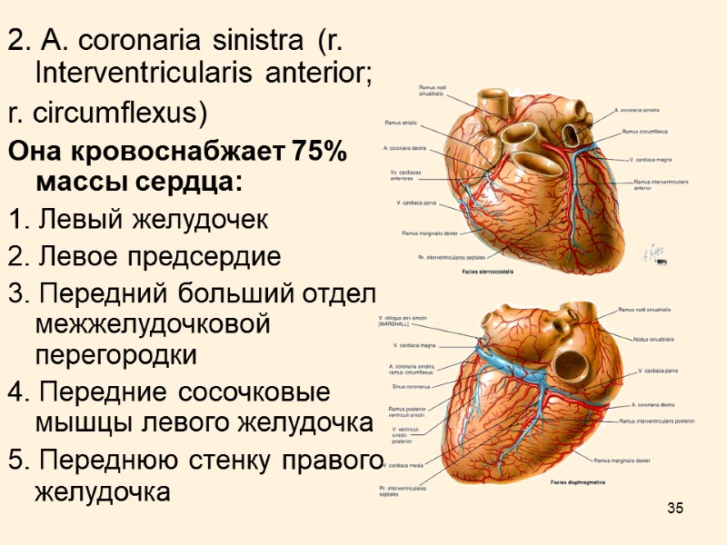 35 2. А. coronaria sinistra (r. Interventricularis anterior; r. circumflexus)  Она кровоснабжает 75%